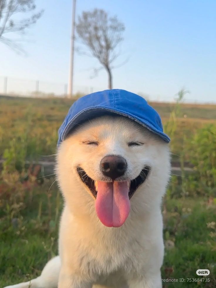 ImageReward 文本到图像生成中的人类偏好预测